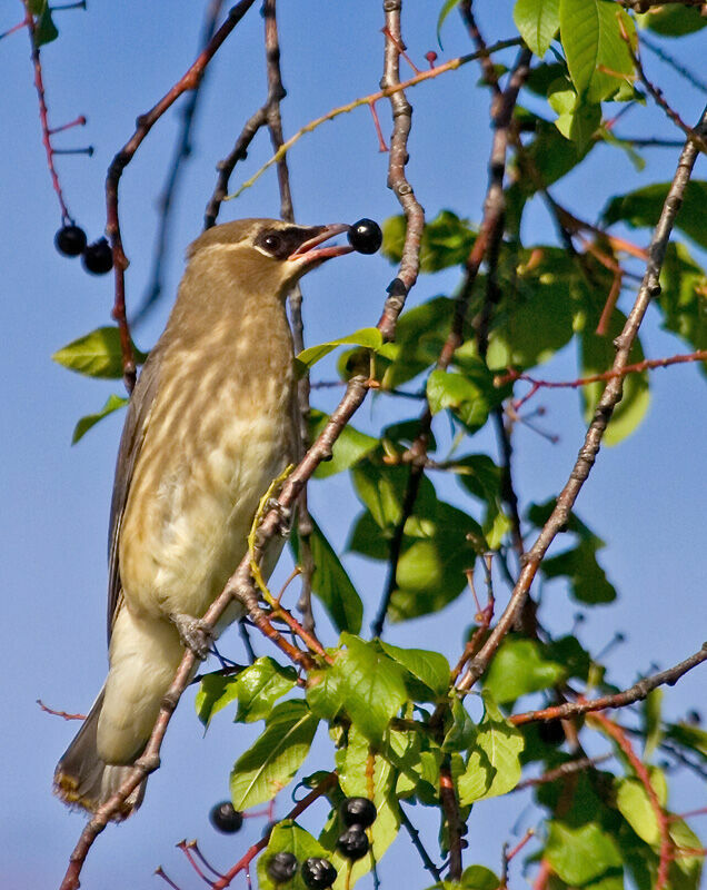 Cedar Waxwingjuvenile, feeding habits, eats