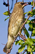 Cedar Waxwing