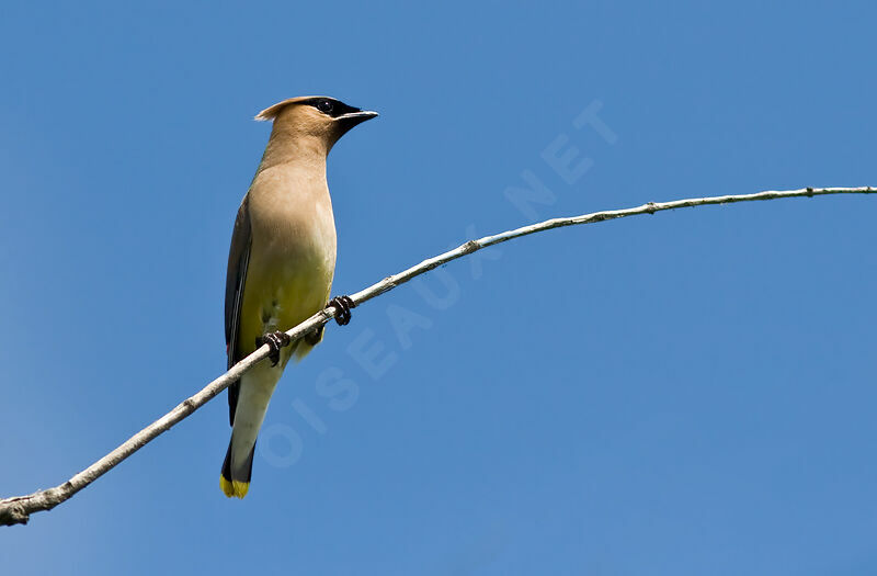 Cedar Waxwing