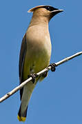 Cedar Waxwing