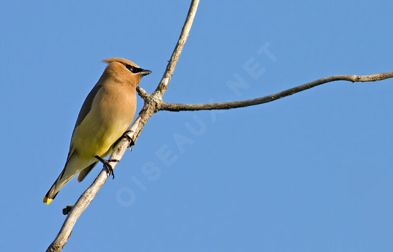 Cedar Waxwingadult, identification