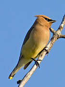 Cedar Waxwing