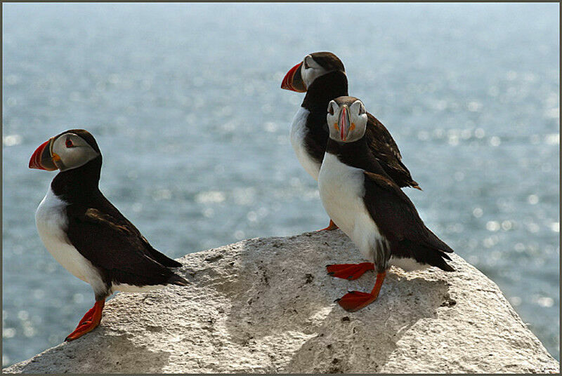 Atlantic Puffin