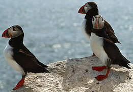 Atlantic Puffin