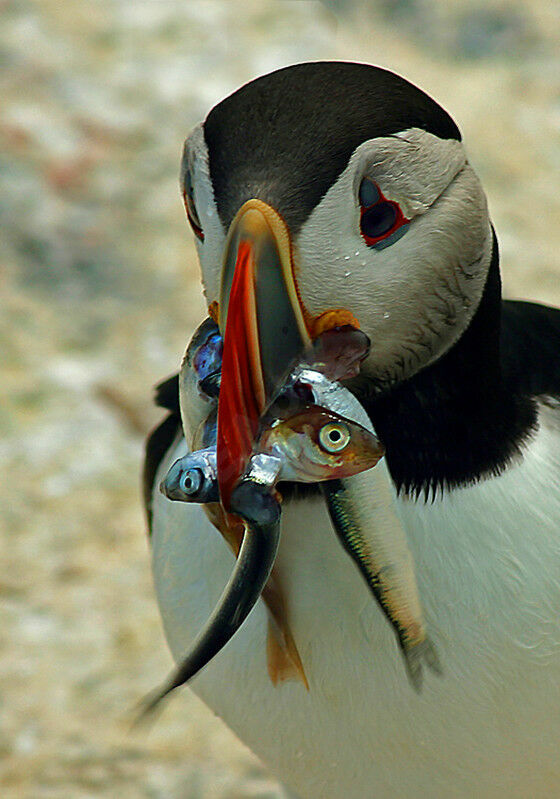 Atlantic Puffin