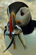 Atlantic Puffin