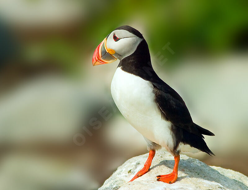 Atlantic Puffin