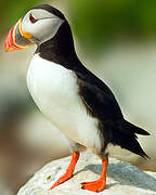 Atlantic Puffin