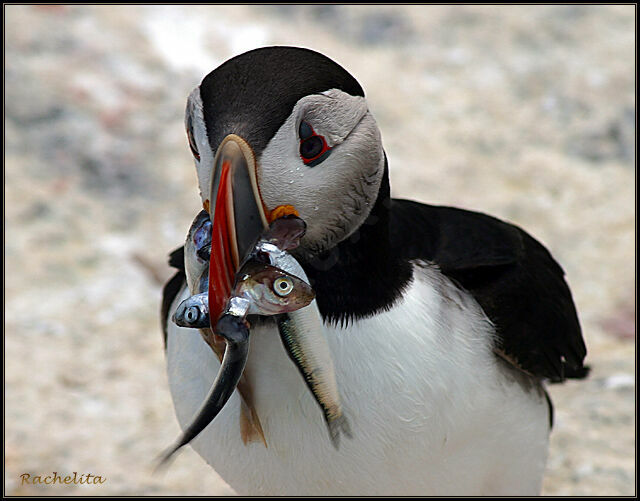 Atlantic Puffin