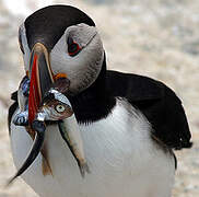 Atlantic Puffin