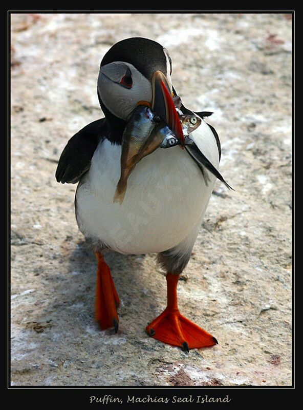 Atlantic Puffin