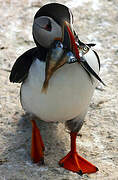 Atlantic Puffin