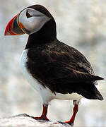 Atlantic Puffin