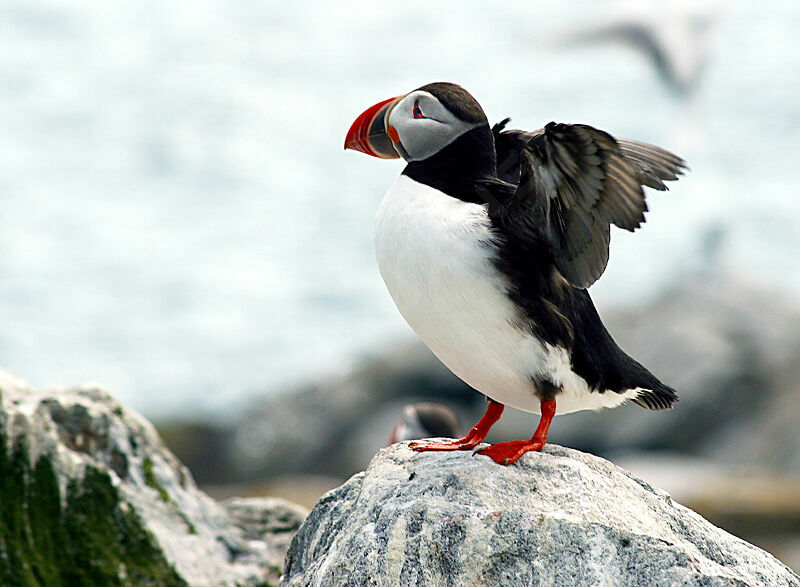 Atlantic Puffin