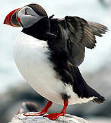 Atlantic Puffin