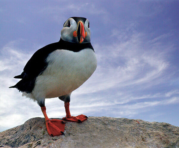 Atlantic Puffin