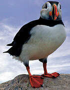 Atlantic Puffin