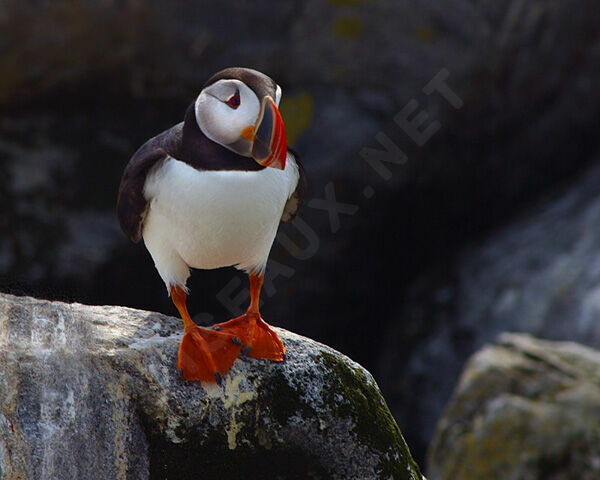 Atlantic Puffin