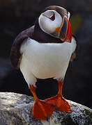 Atlantic Puffin