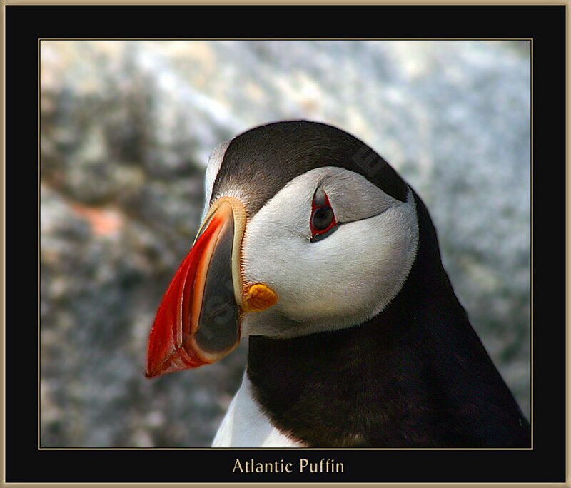 Atlantic Puffin