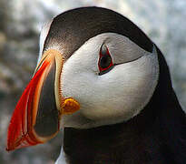 Atlantic Puffin