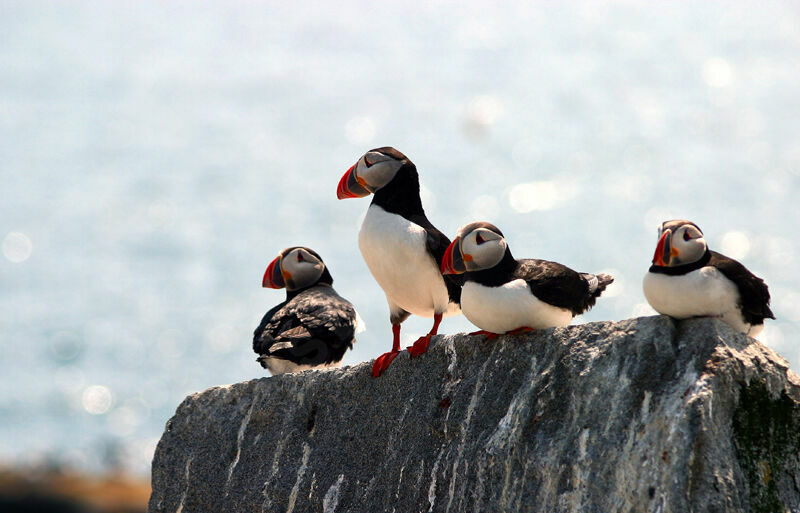 Atlantic Puffin