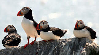 Atlantic Puffin