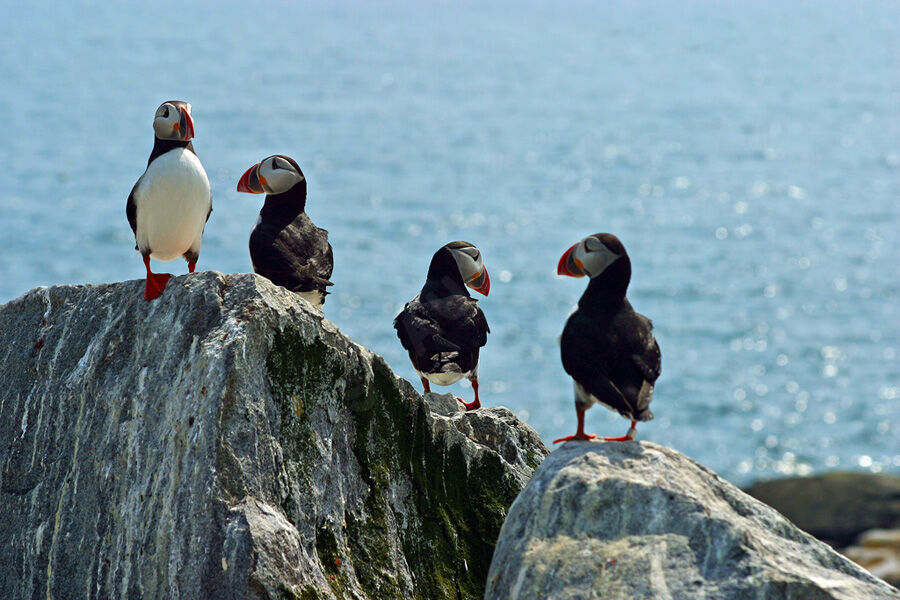 Atlantic Puffin