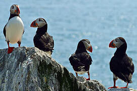 Atlantic Puffin