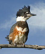 Belted Kingfisher