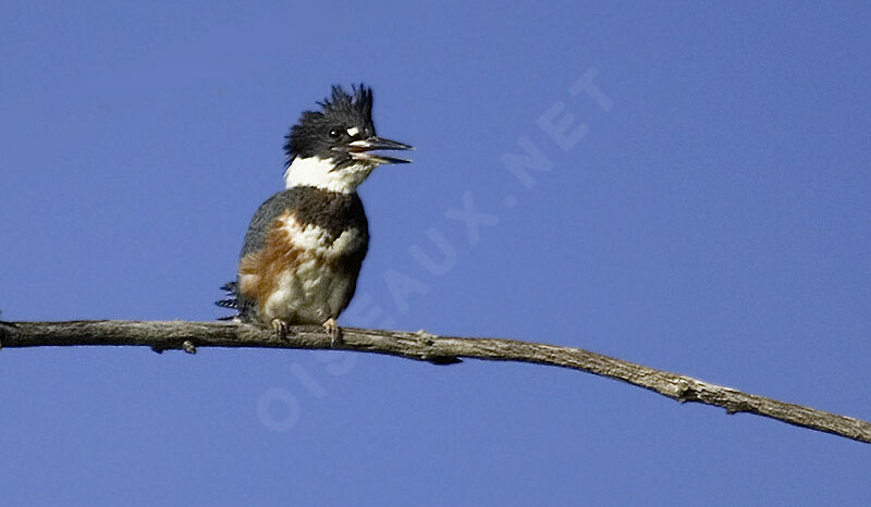 Belted Kingfisher