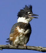 Belted Kingfisher