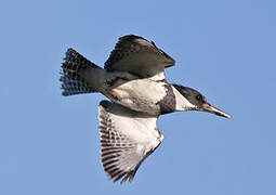 Belted Kingfisher