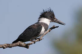 Belted Kingfisher