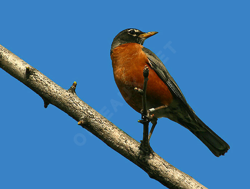 American Robin