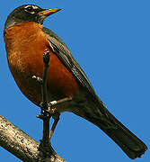 American Robin