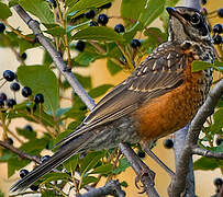 American Robin