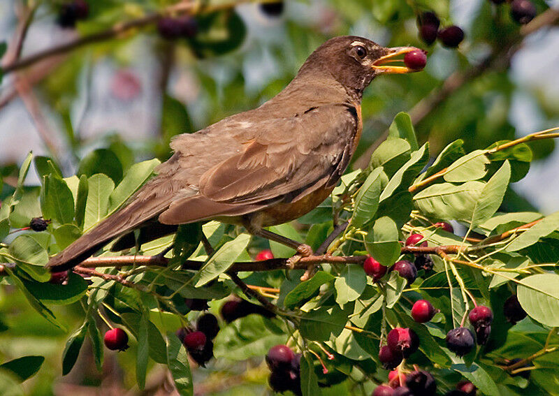 American Robinjuvenile