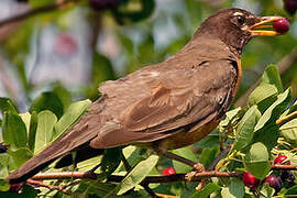 American Robin