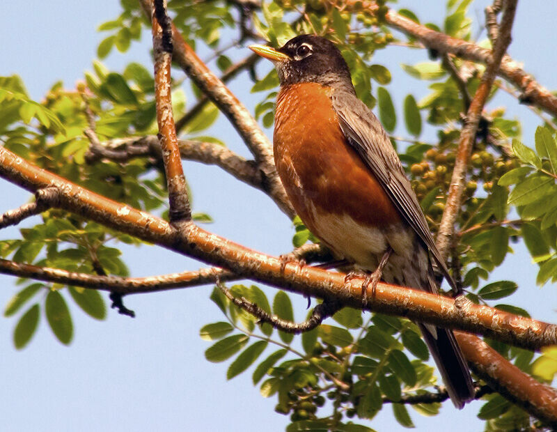 American Robinadult