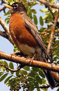 American Robin