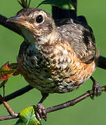 American Robin