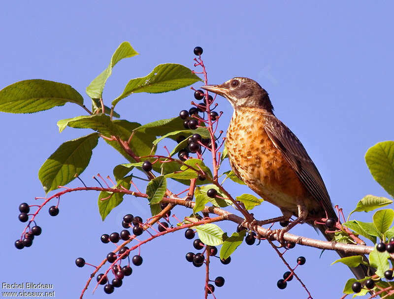 American RobinFirst year, identification