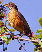 American Robin