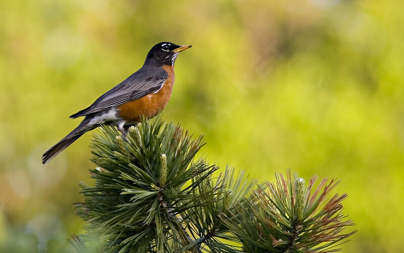 American Robin