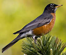 American Robin