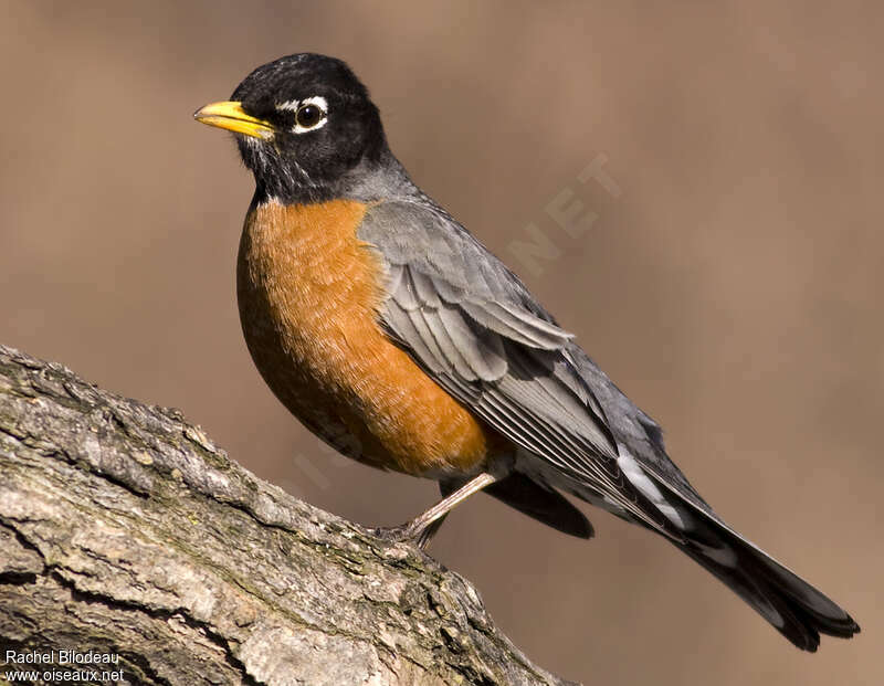 American Robin male adult, identification