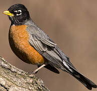 American Robin