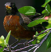 American Robin