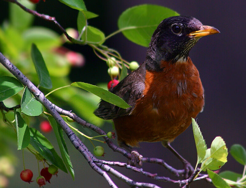 American Robin